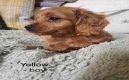 Cavapoo dogs for sale: 7 week old Cavapoo puppies - Bucks/Herts border - Image 4