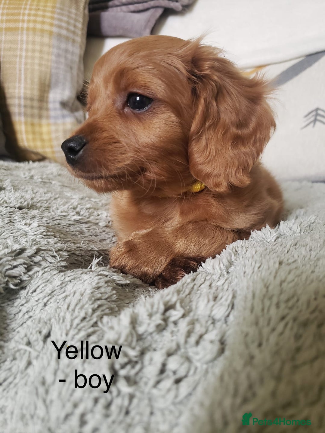 Cavapoo dogs for sale: 7 week old Cavapoo puppies - Bucks/Herts border - Image 4