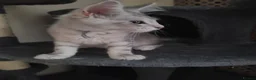 Maine Coon cats for sale: 2 maine coon boys - Advert 4