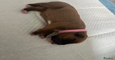 Boxer dogs - Advert 11