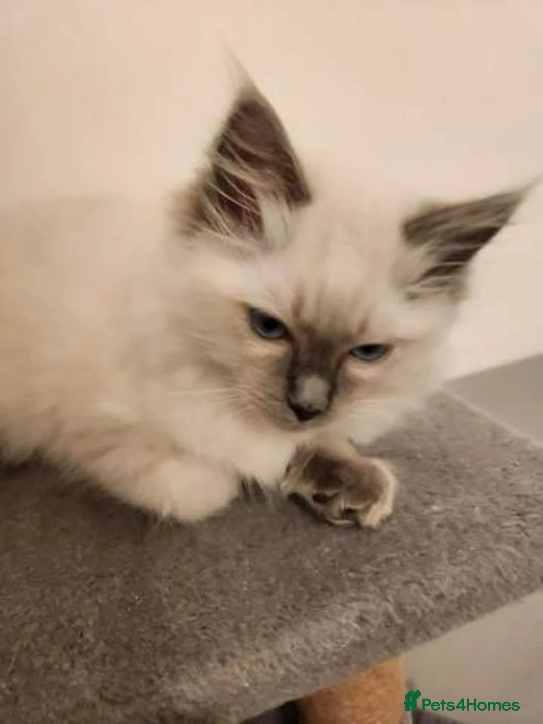 Ragdoll cats for sale: Ragdoll puppies - Advert 3