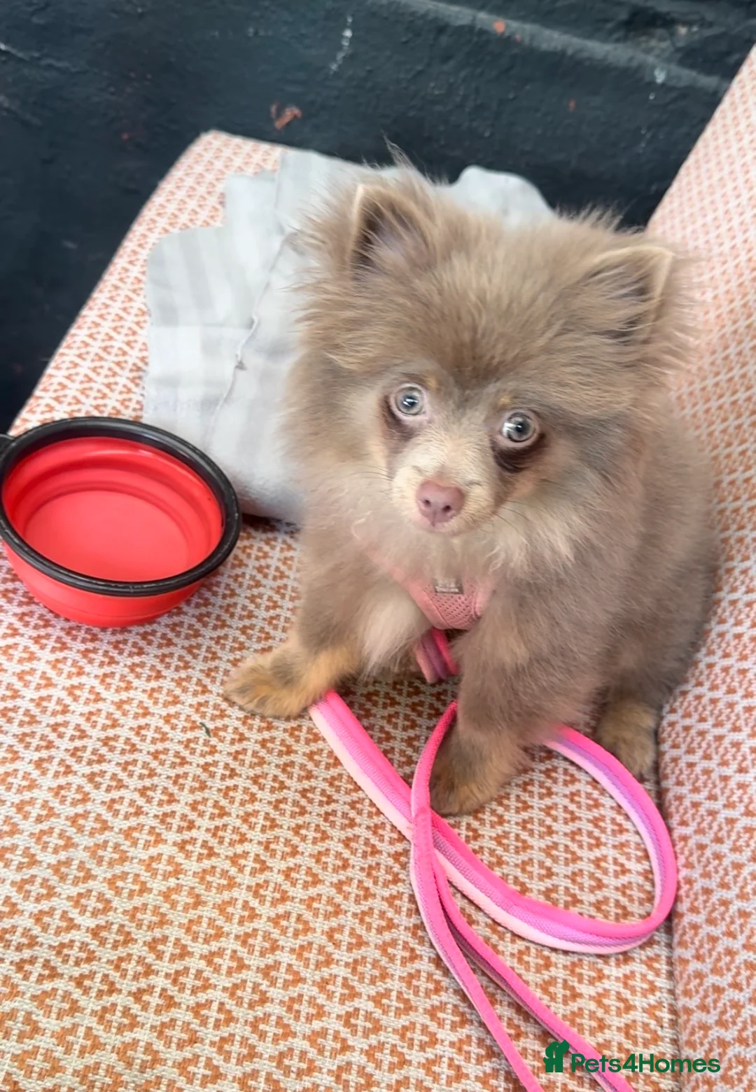 Pomeranian dogs for sale: Pomeranian for sale - Advert 8