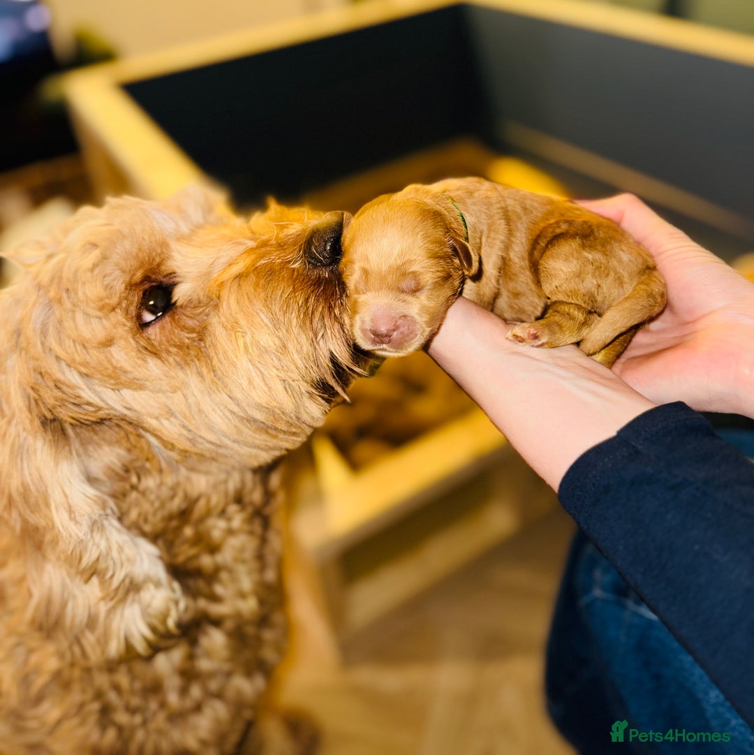 Australian Labradoodle dogs for sale: Quality Multigen Australian Labradoodle Puppies  - Advert 11