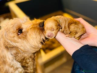 Australian Labradoodle dogs Quality Multigen Australian Labradoodle Puppies - Advert 3