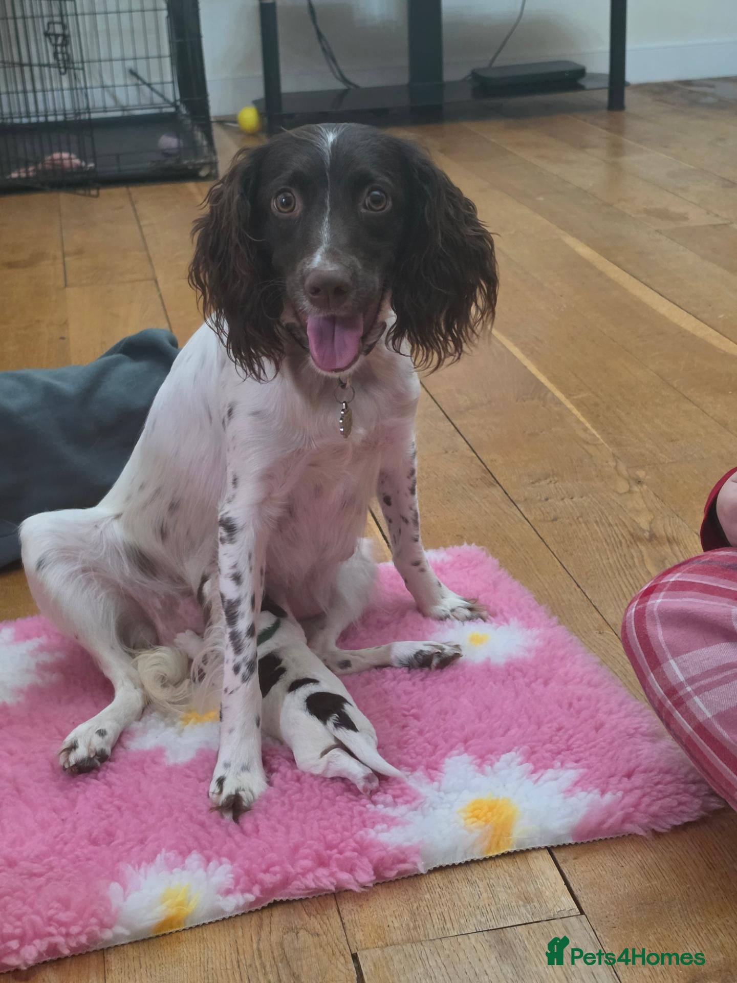 English Springer Spaniel dogs for sale: Beautiful litter of 5 springer spaniel puppies - Advert 1
