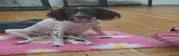 English Springer Spaniel dogs for sale: Beautiful litter of 5 springer spaniel puppies in Bristol - Advert 1