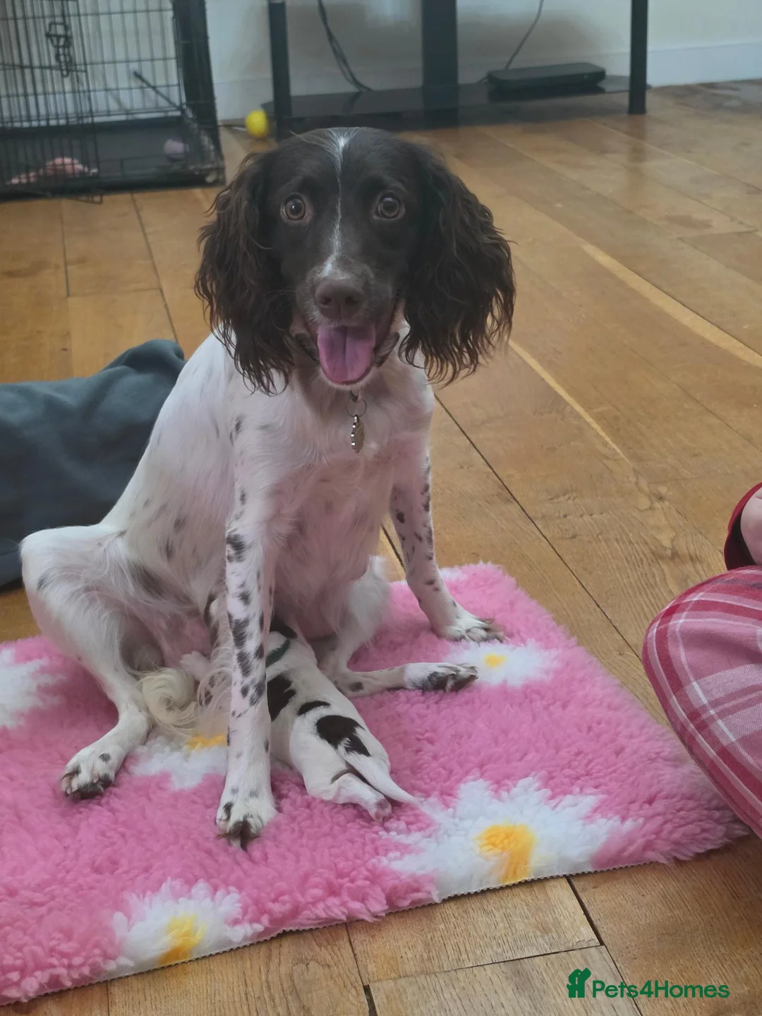 English Springer Spaniel dogs for sale: Beautiful litter of 5 springer spaniel puppies in Bristol - Advert 1