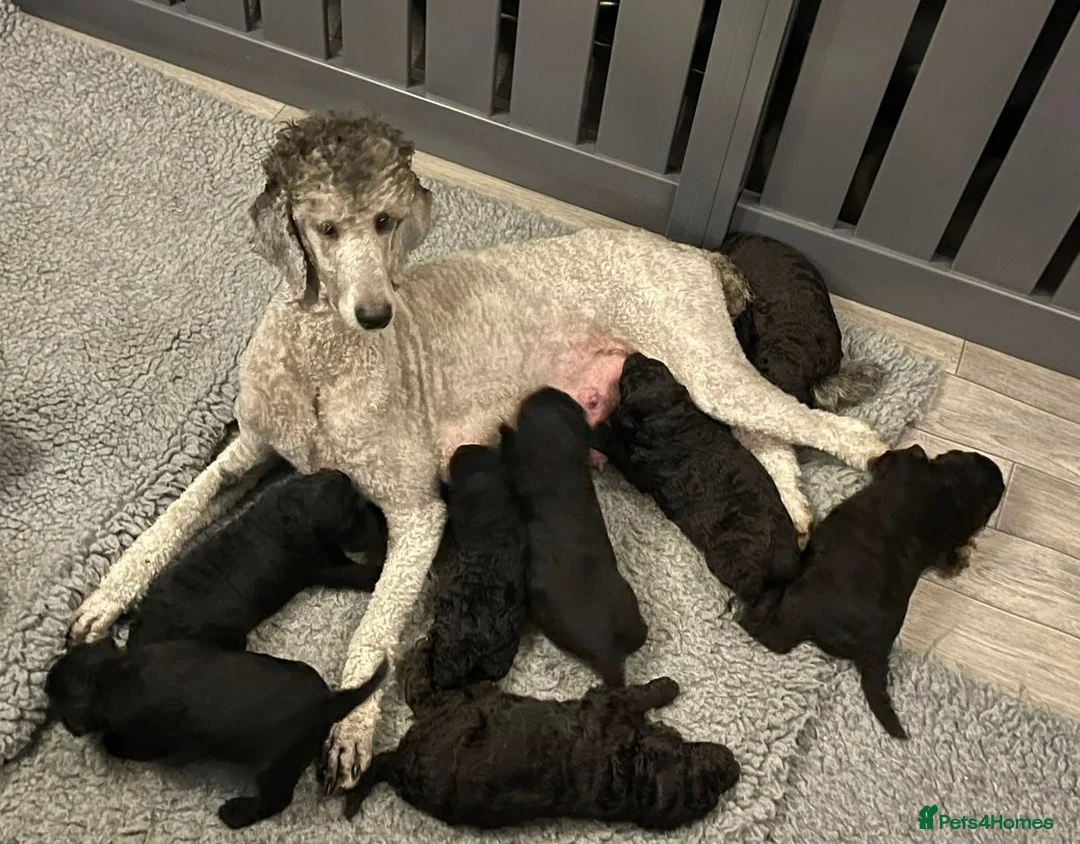 Standard Poodle dogs for sale: STANDARD POODLE PUPPIES FULLY TESTED PARENTS  - Advert 1