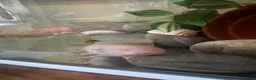 Axolotl reptiles for sale: 6 year old female axolotl  - Advert 1