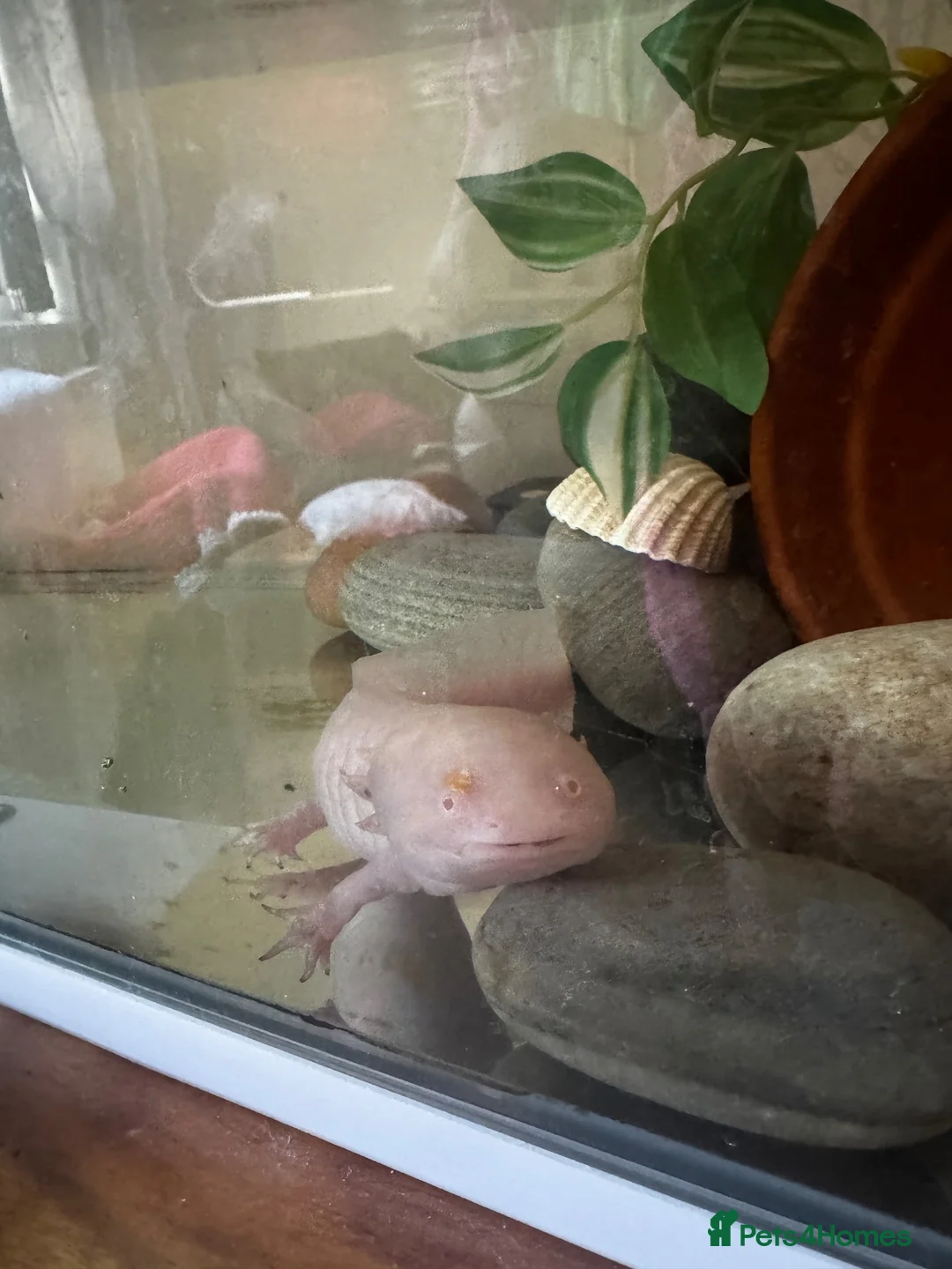 Axolotl reptiles for sale: 6 year old female axolotl  - Advert 1