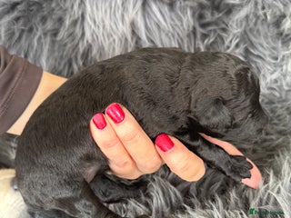 Aussiedoodle dogs Miniature Aussiedoodle Pups 🐾 ❤️ - Advert 4