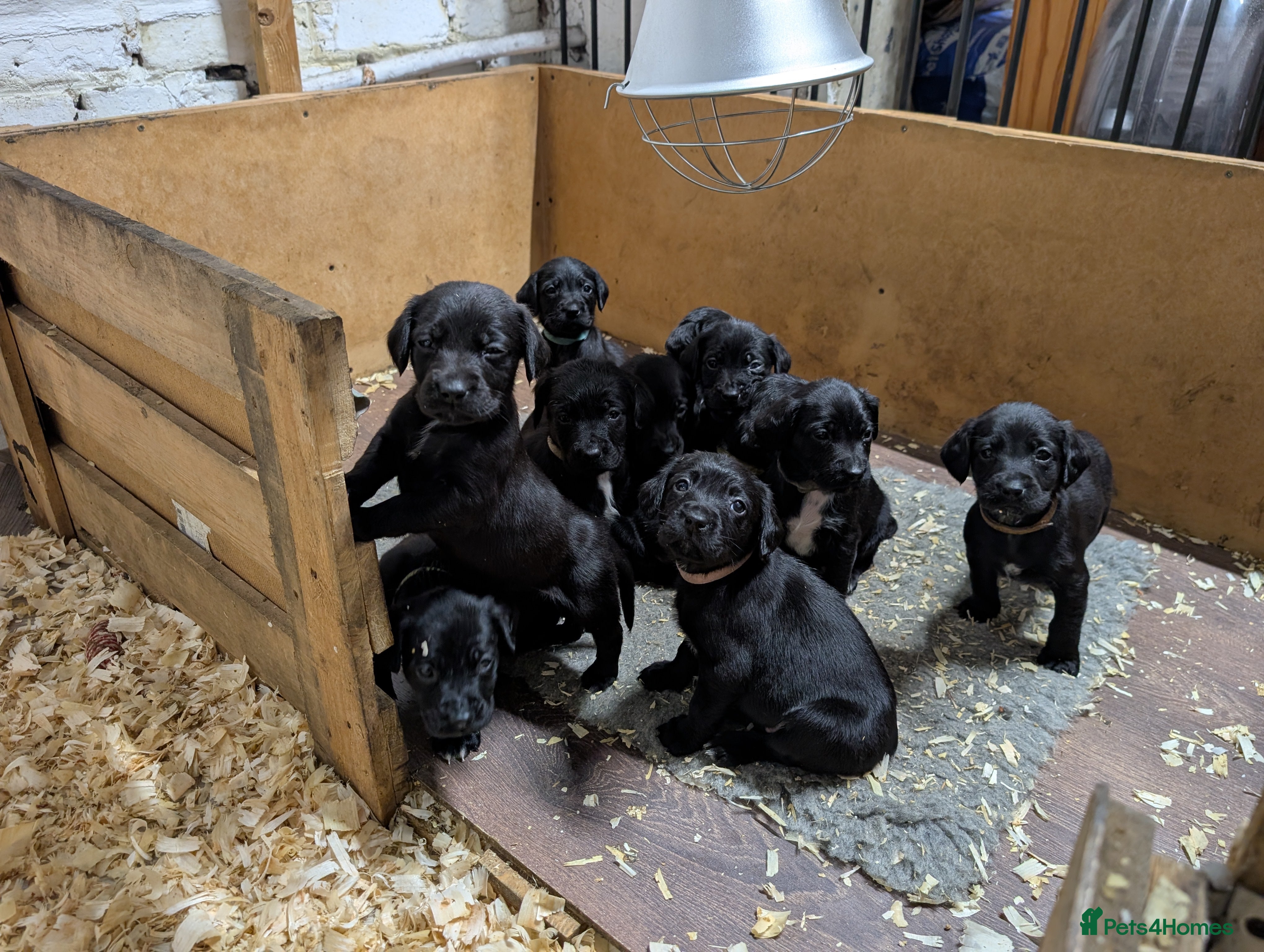 Springador dogs Labrador x Springer Spaniel - Springador Pups - Advert 2