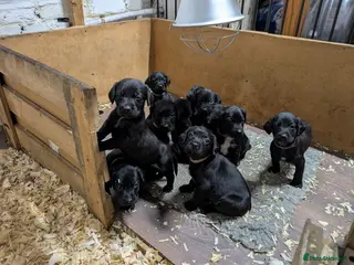 Springador dogs Labrador x Springer Spaniel - Springador Pups - Advert 2