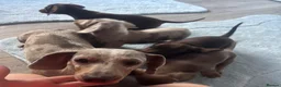 Miniature Dachshund dogs for sale:  Adorable kc miniature dachshunds  - Advert 2