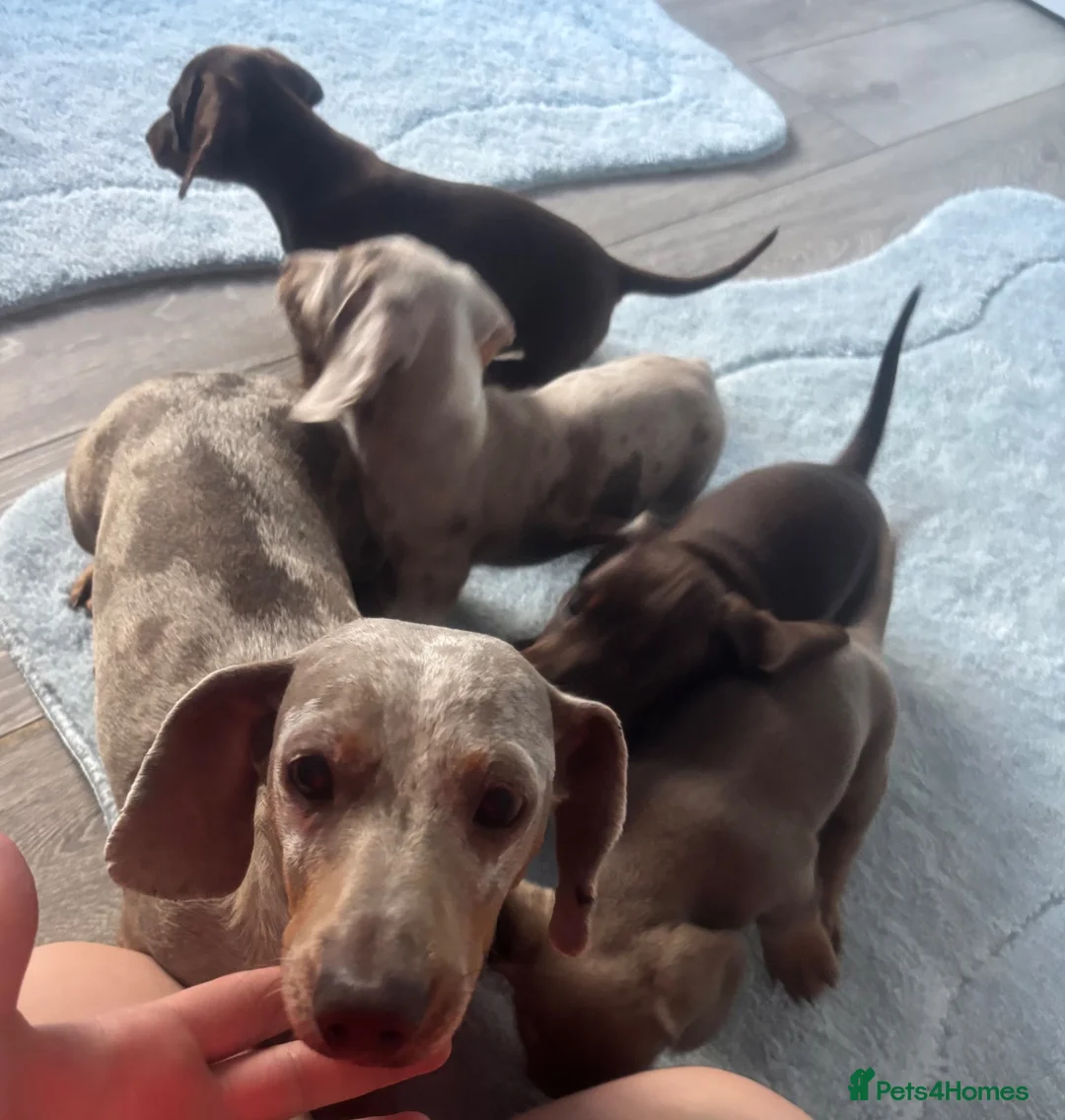 Miniature Dachshund dogs for sale:  Adorable kc miniature dachshunds  - Advert 2