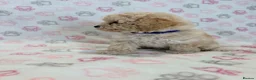 Maltipoo dogs for sale: Beautiful health tested happy Maltipoo puppys  - Advert 9