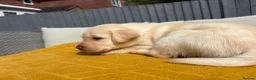 Labrador Retriever dogs for sale: Family breed labradors  - Advert 6