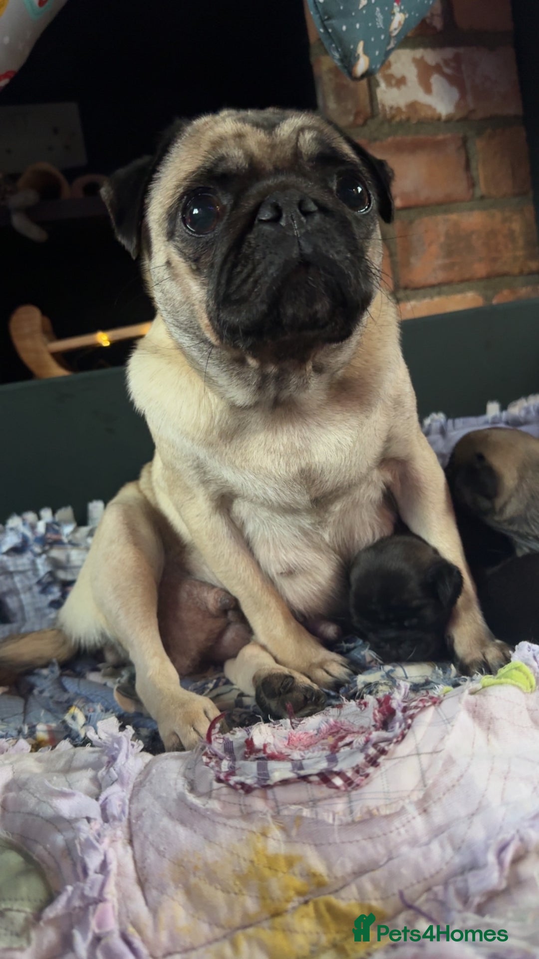 Pug dogs for sale: Pug girl  - Advert 1