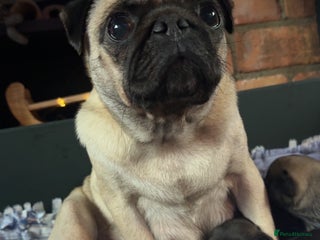 Pug dogs Pug girl - Advert 1