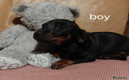 Mixed Breed dogs for sale: Terrier x dachshund - Image 4