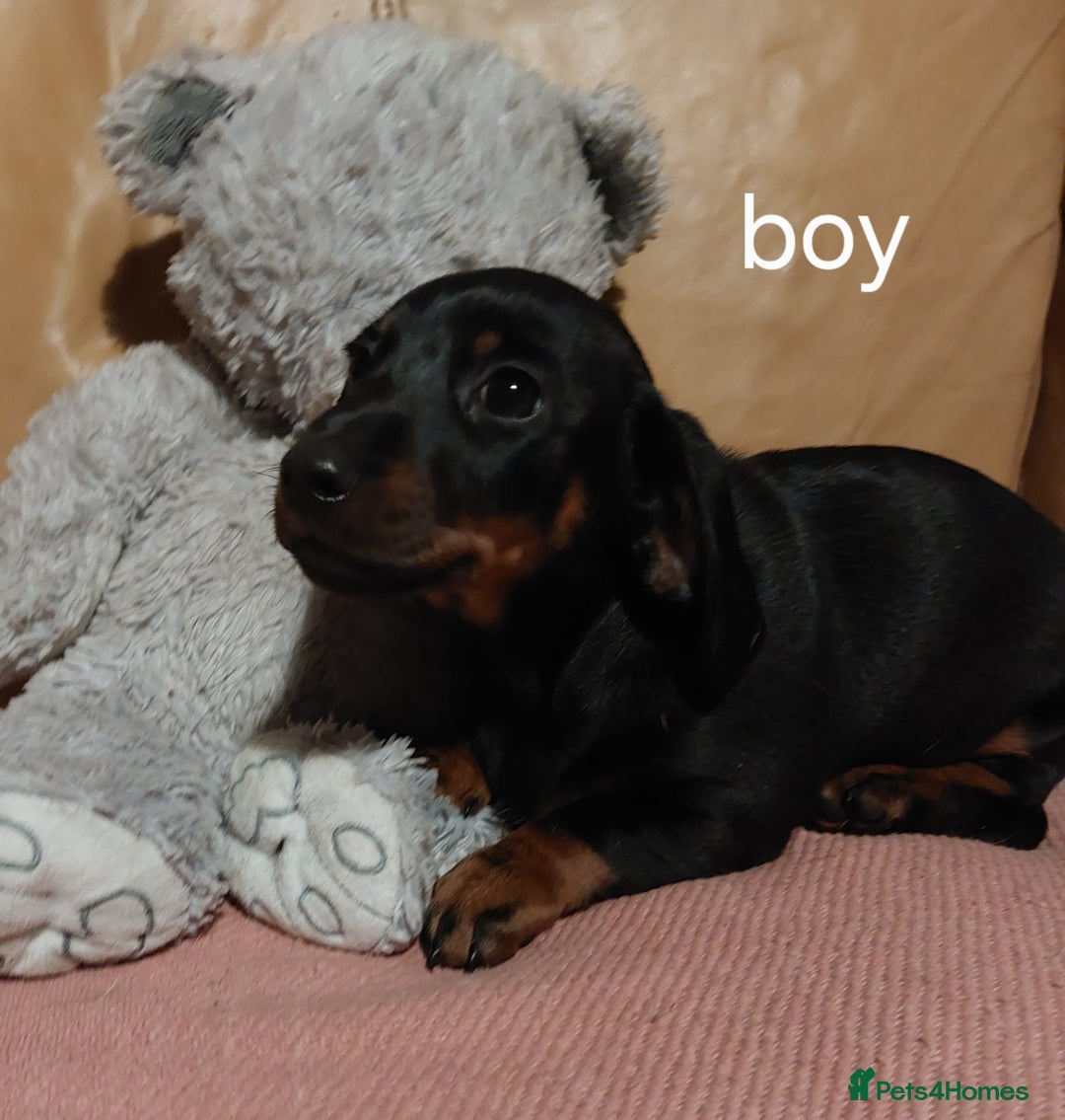Mixed Breed dogs for sale: Terrier x dachshund - Image 4
