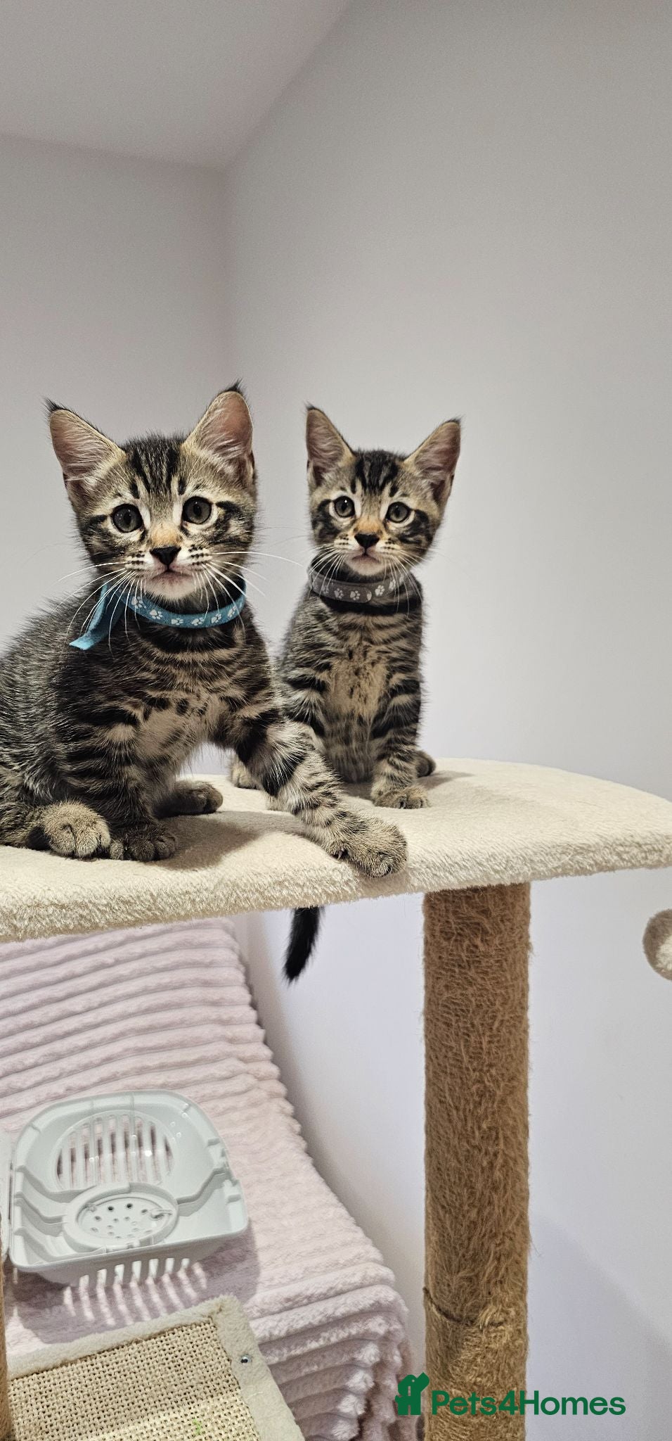 Mixed Breed cats Kittens ready to go now! - Advert 1