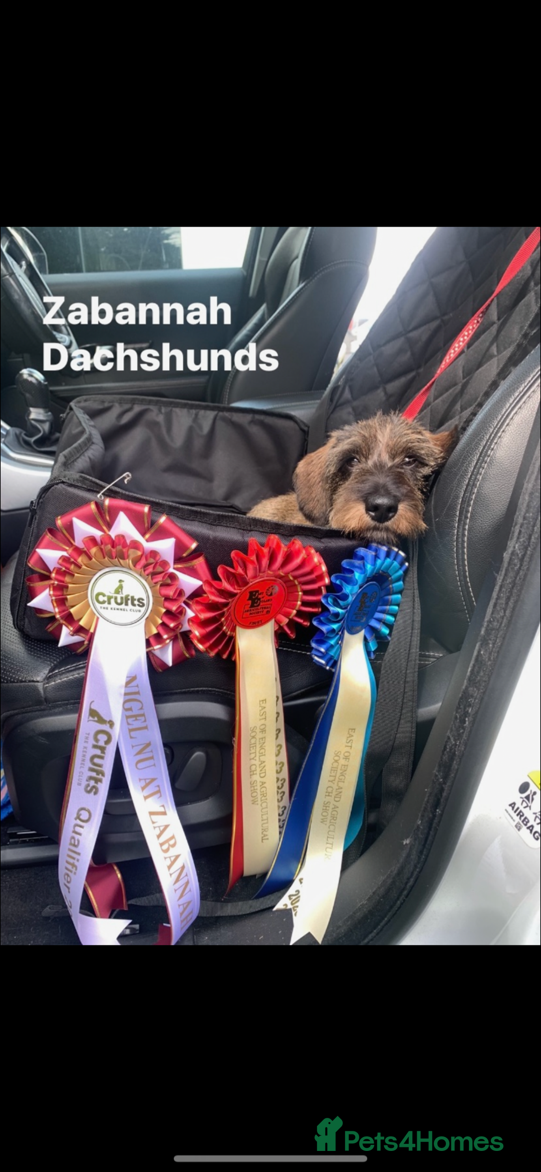 Miniature Dachshund dogs for sale: Miniature wirehaired daschunds - Advert 7