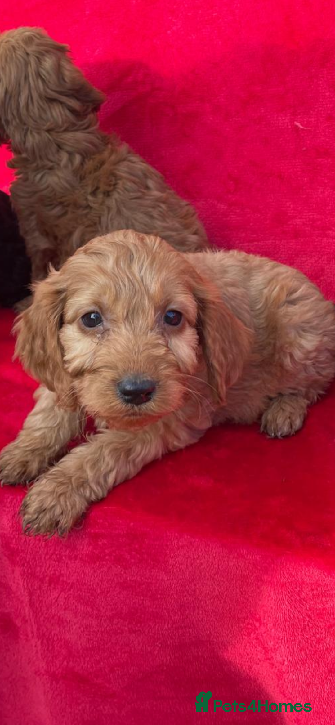 Cockapoo dogs for sale: Gorgeous cockapoo puppies - Advert 2