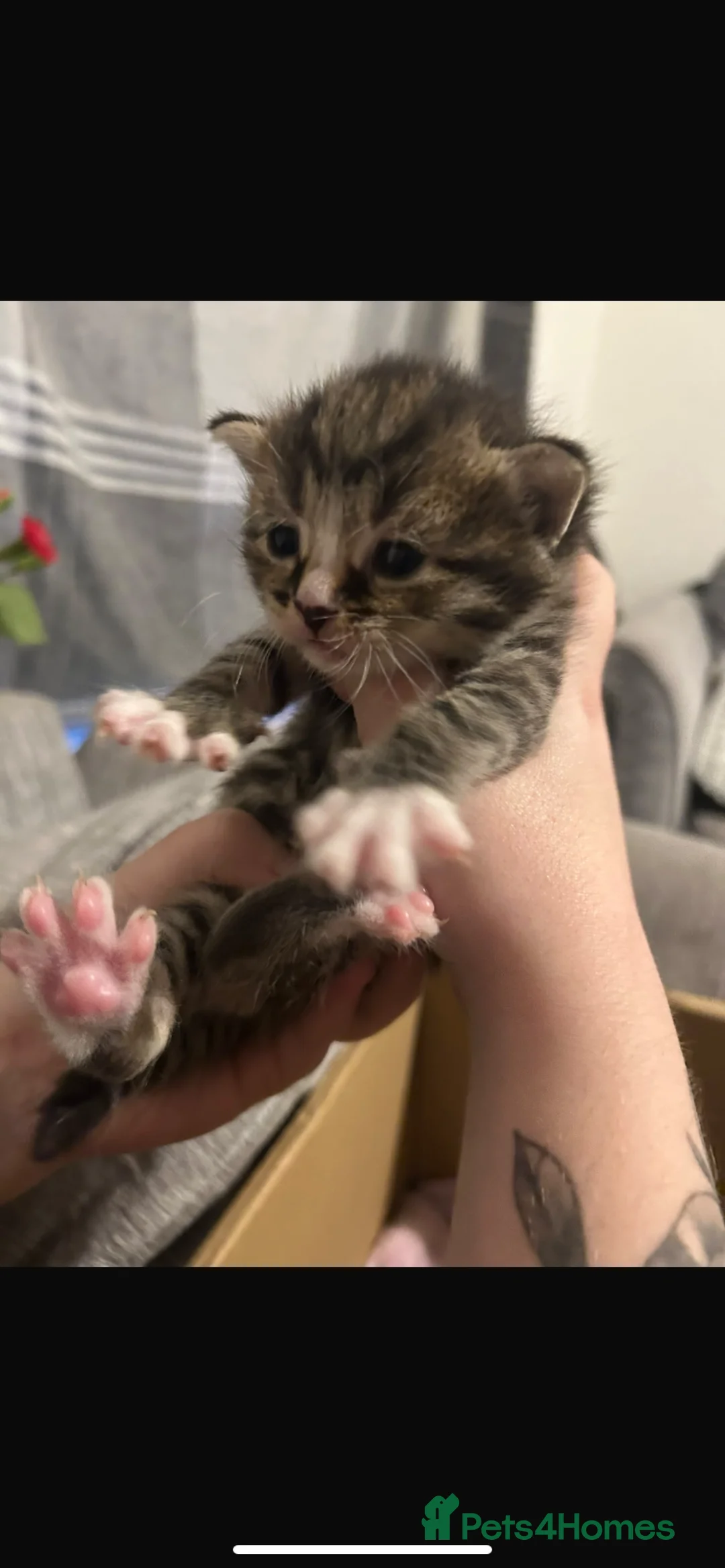 Mixed Breed cats for sale: Domestic shorthair kittens - Advert 2