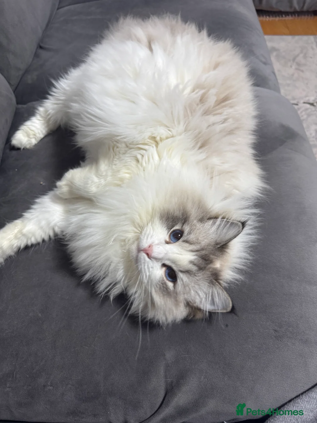 Ragdoll cats for sale: Retired Queen looking for new home - Advert 2