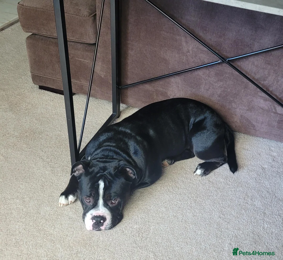 Mixed Breed dogs for sale: Male bulldog in York - Advert 2