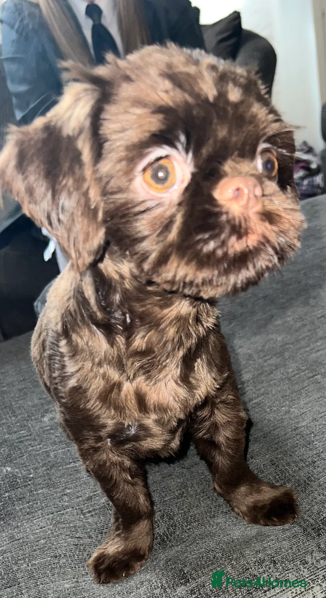 Shih Tzu dogs for stud: stunning chocolate stud boy  in Saint Helens - Advert 8