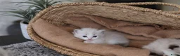 Ragdoll cats for sale: Tica Registered 💎 Ragdoll Kittens - Advert 17
