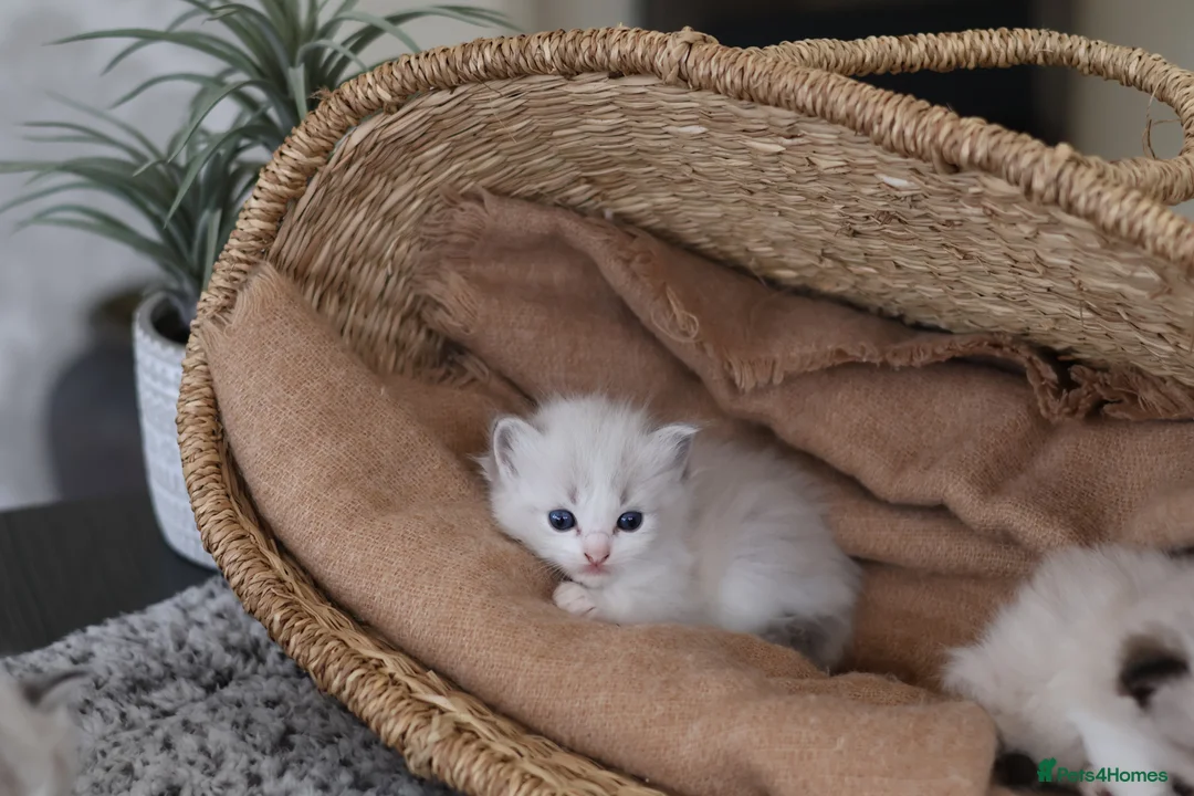 Ragdoll cats for sale: Tica Registered 💎 Ragdoll Kittens - Advert 17