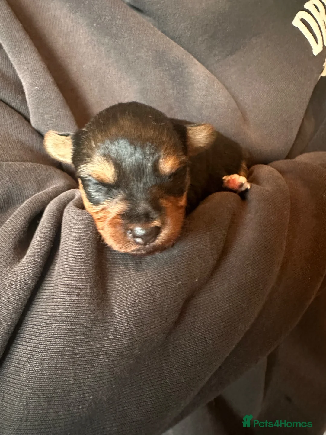 Yorkshire Terrier dogs for sale: Miniature Yorkshire terrier  - Advert 11