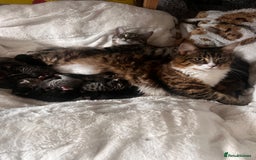 Mixed Breed cats for sale: Kittens  - Image 2