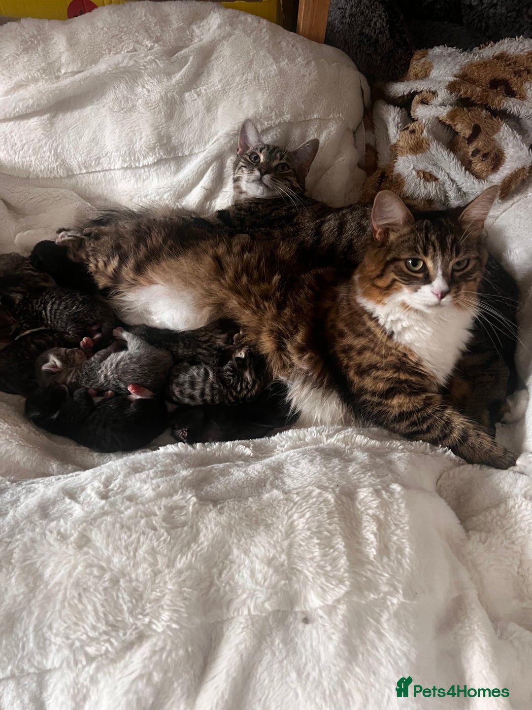 Mixed Breed cats for sale: Kittens  - Image 2