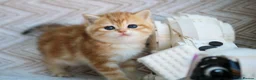 British Shorthair cats for sale: 💙British shorthair kittens available  - Advert 11
