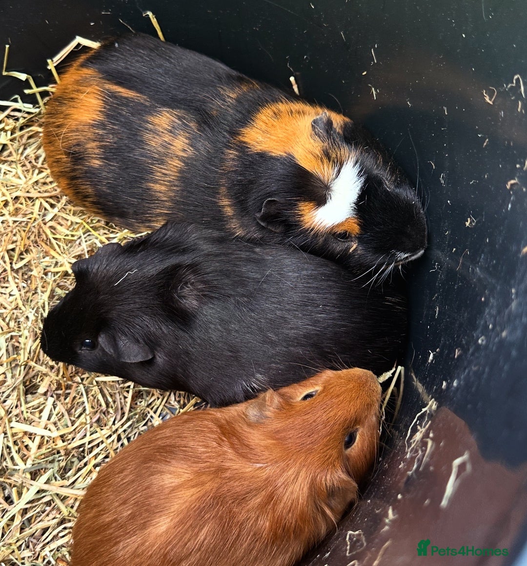 Guinea Pig rodents for sale: Three boars for new homes 🏠  - Image 3