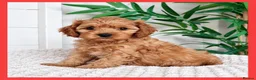 Cavapoo dogs for sale: Gorgeous cavapoo puppies from DNA tested parents - Advert 14