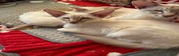 Balinese cats for sale: Lilac tabby Balinese kitten - Advert 5