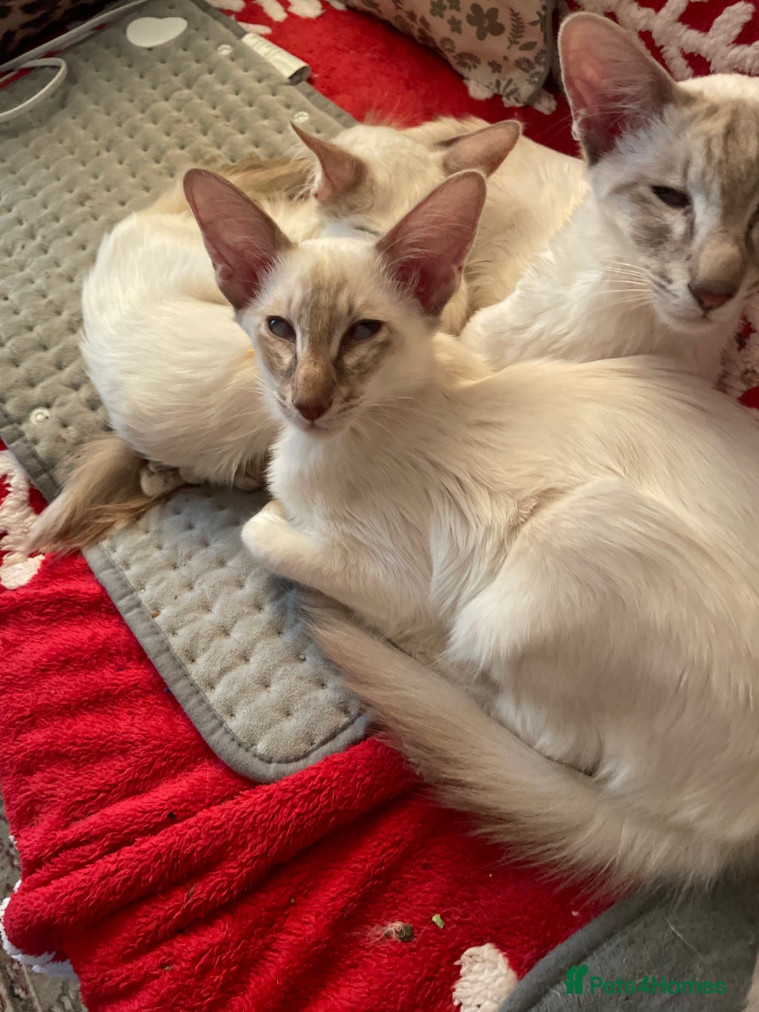 Balinese cats for sale: Lilac tabby Balinese kitten - Advert 5