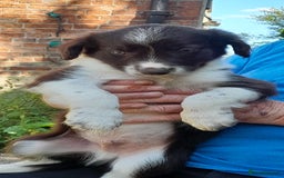 Sprollie dogs for sale: Border Collie x Springer Spaniel pups - Image 21