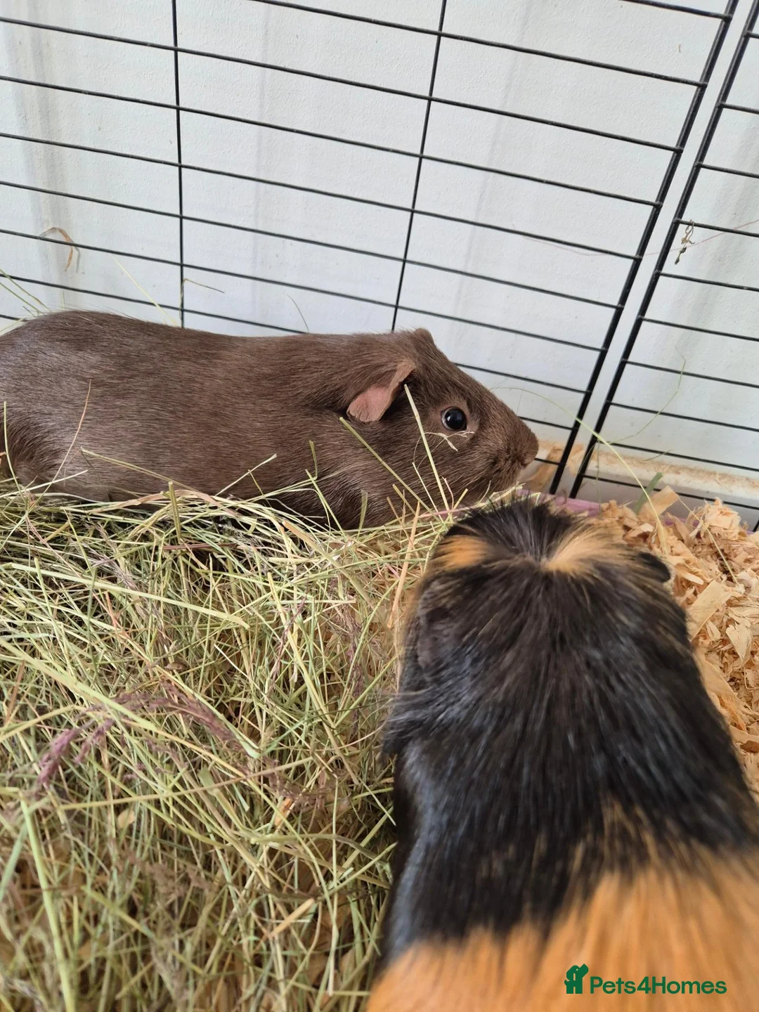 Guinea Pig rodents for sale: Pair of 2-Year-Old Male Guinea Pigs in Harrogate - Advert 2