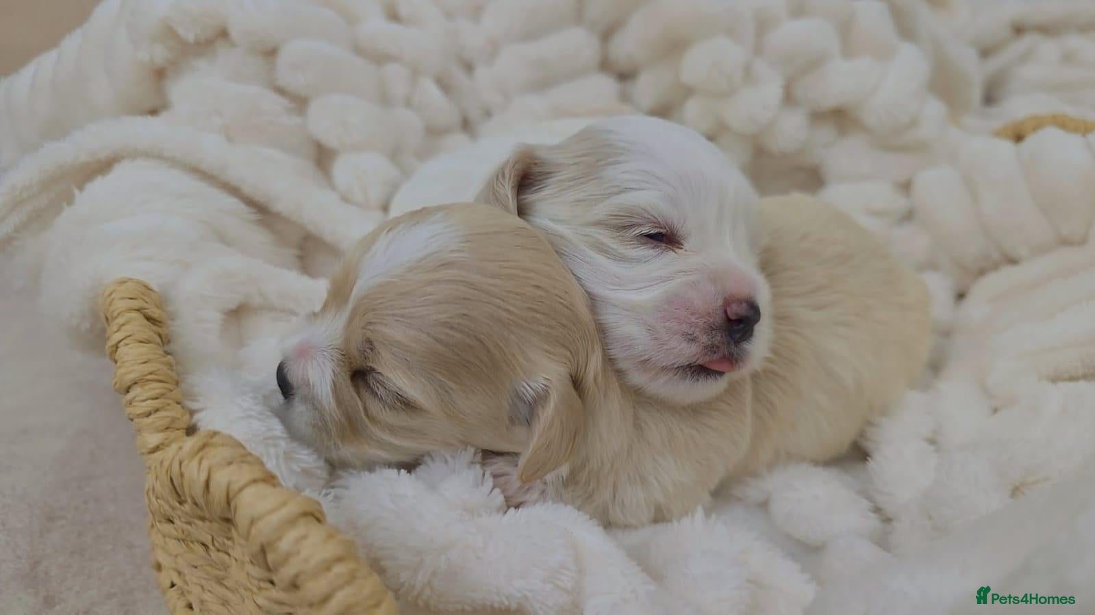 Maltipoo dogs Tiny Maltipoo puppies 🐶  - Advert 6