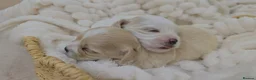 Maltipoo dogs for sale: Tiny Maltipoo puppies 🐶  - Advert 2