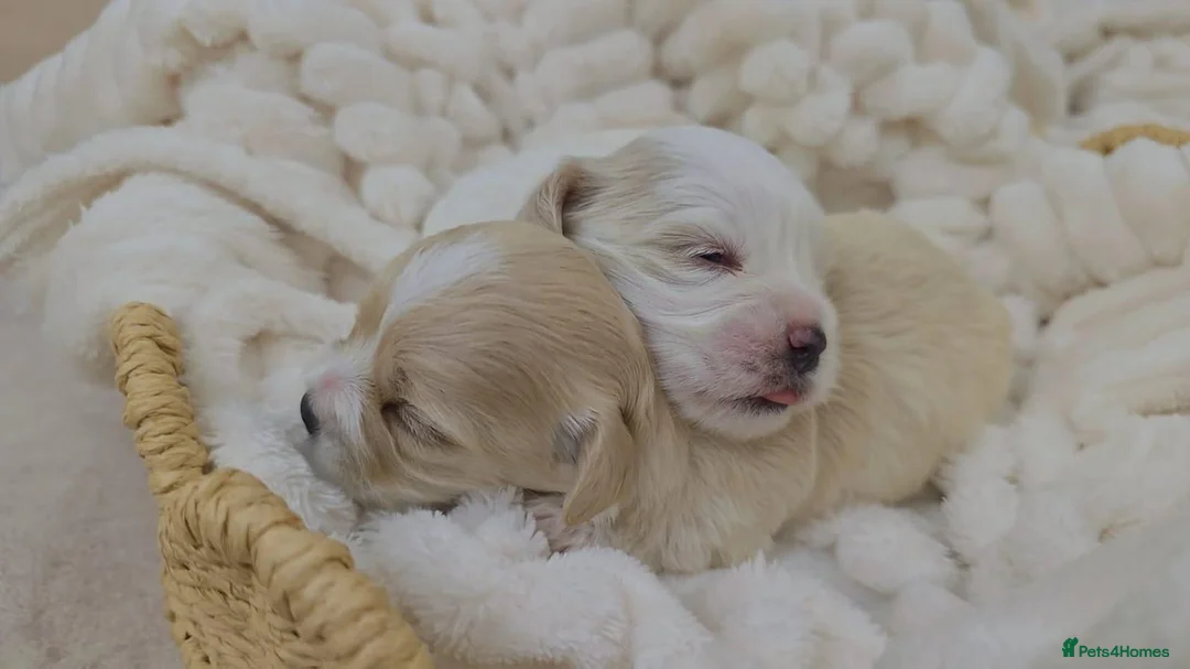 Maltipoo dogs for sale: Tiny Maltipoo puppies 🐶  - Advert 2