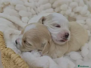 Maltipoo dogs Tiny Maltipoo puppies 🐶 - Advert 6