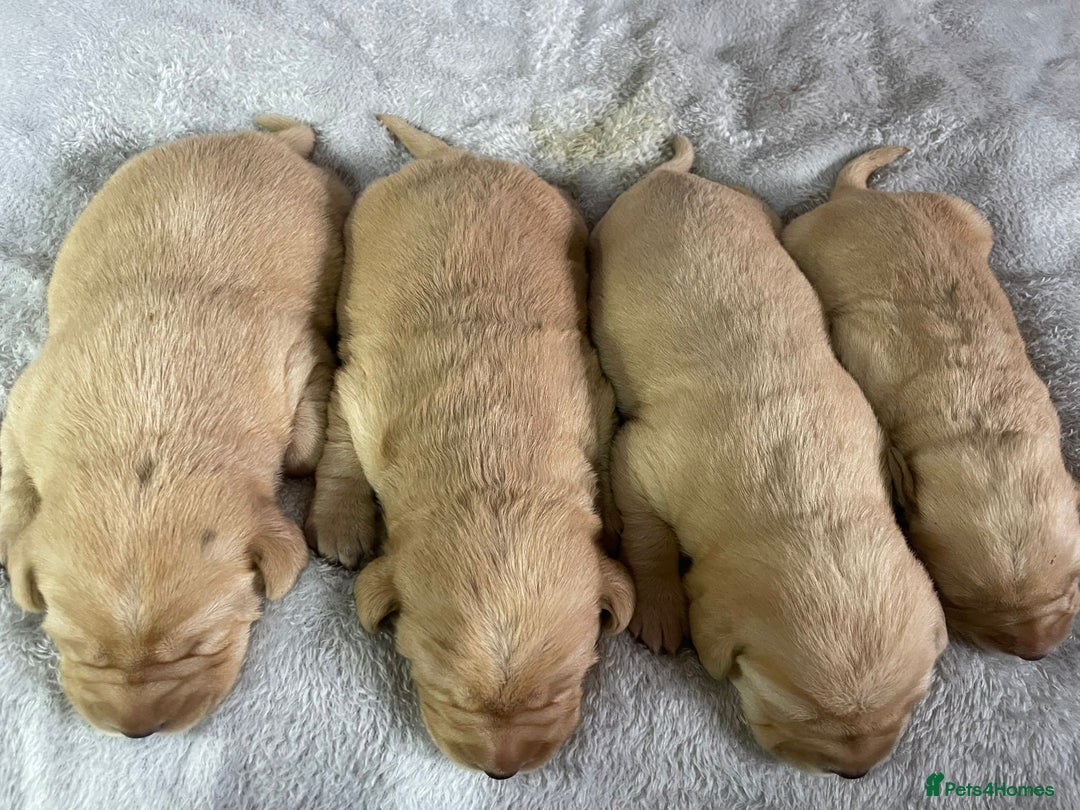 Labrador Retriever dogs for sale: Stunning chunky fox red pups - Advert 7