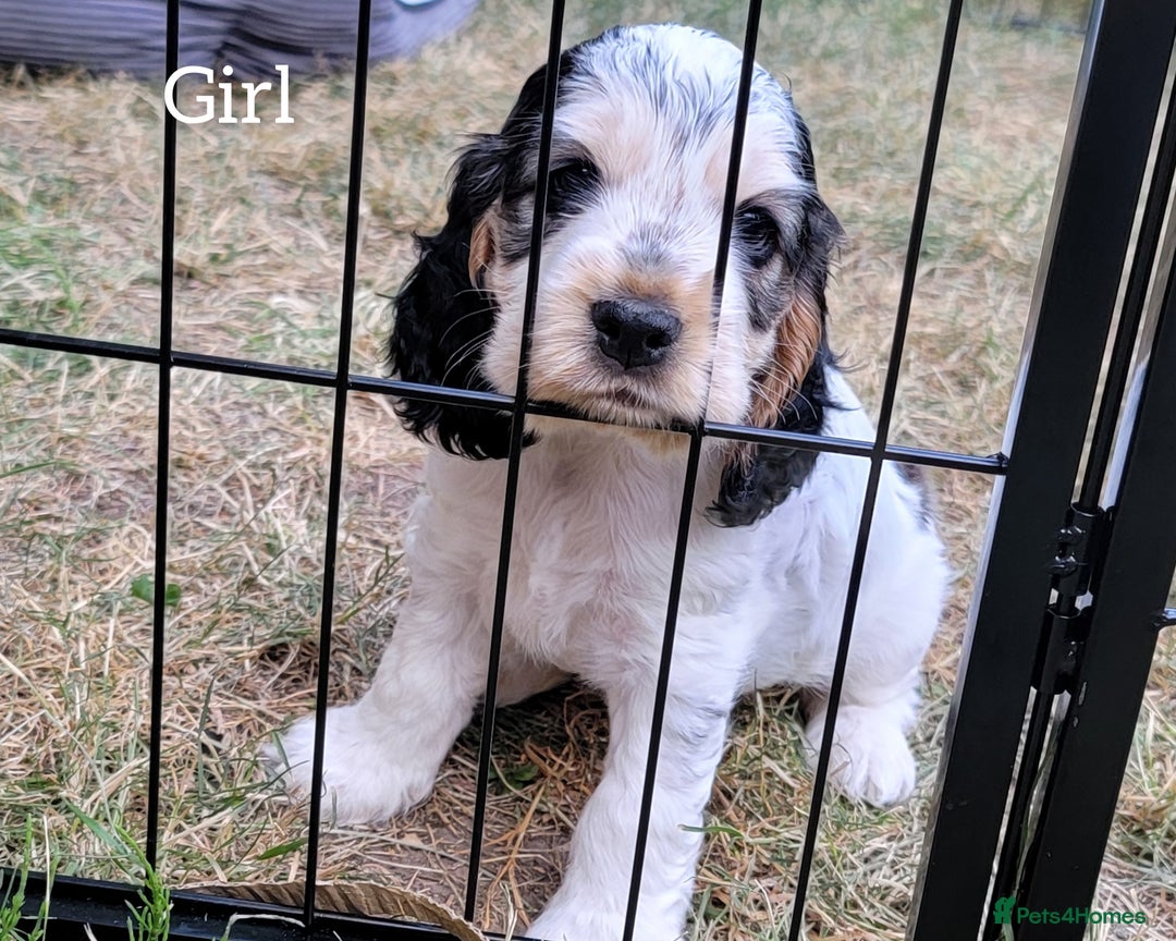 Cocker Spaniel dogs for sale: Blue Roan Tan-Sable Cocker Spaniel– KC bloodline - Image 6